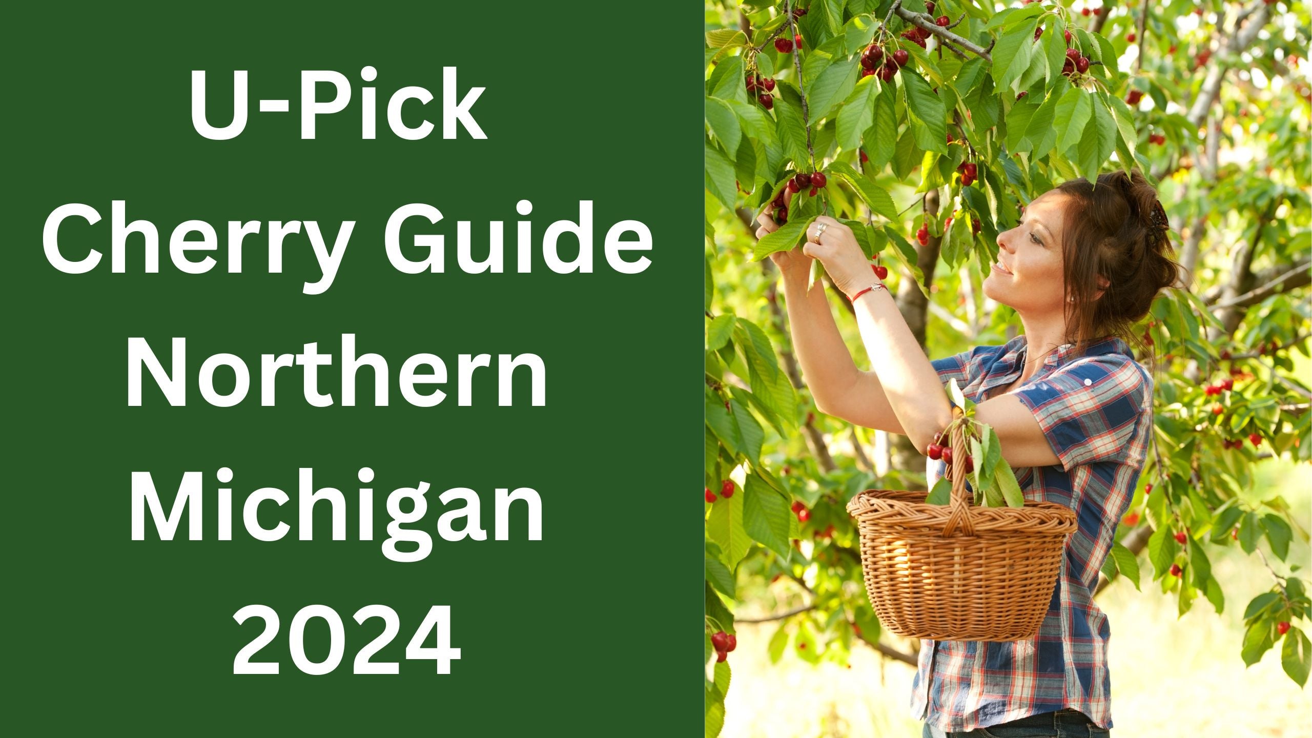 U-pick Cherries In Northern Michigan: A 2024 Guide – Traverse Bay Farms